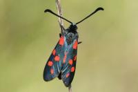 Zygaena transalpina