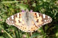 Vanessa cardui
