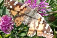 Vanessa cardui