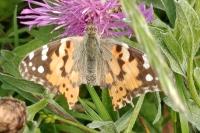Vanessa cardui