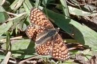 Melitaea cinxia