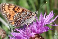 Melitaea phoebe