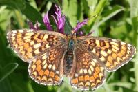 Melitaea phoebe