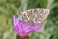 Melitaea phoebe