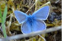 Polyommatus icarus