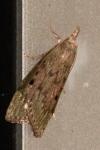 Aphomia sociella