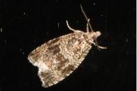 Celypha lacunana