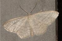Idaea subsericeata