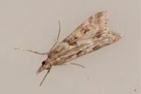 Eudonia angustea
