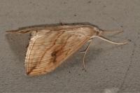 Evergestis forficalis