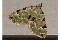 Colostygia pectinataria