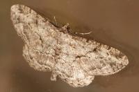 Peribatodes rhomboidaria