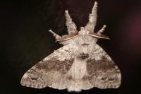Calliteara pudibunda
