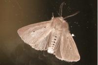 Diaphora mendica