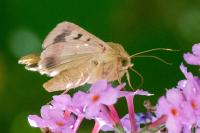 Helicoverpa armigera