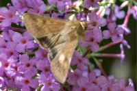 Helicoverpa armigera