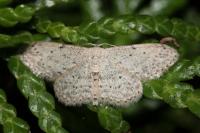 Idaea seriata