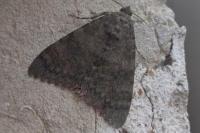 Catocala elocata