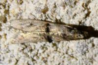 Nephopterix angustella