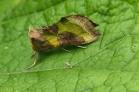 Diachrysia chrysitis
