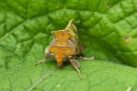 Diachrysia chrysitis