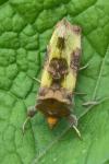 Diachrysia chrysitis