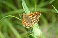 Carterocephalus palaemon