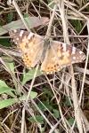 Vanessa cardui