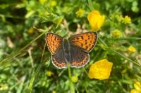 Lycaena tityrus
