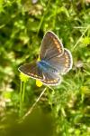 Polyommatus icarus
