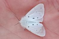 Diaphora mendica