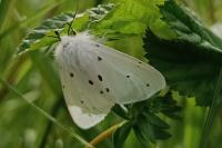 Diaphora mendica