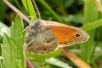 Coenonympha pamphilus