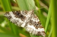 Epirrhoe alternata