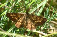 Ematurga atomaria