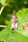 Hedya nubiferana