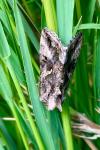 Autographa gamma