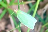 Tortrix viridana