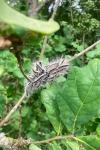 Thaumetopoea processionea