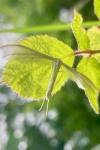 Pterophorus pentadactylus