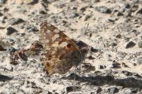 Vanessa cardui