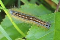 Malacosoma neustria
