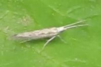 Plutella xylostella