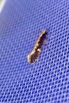 Monopis crocicapitella