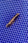 Monopis crocicapitella