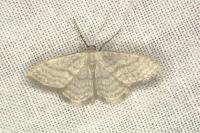 Idaea subsericeata