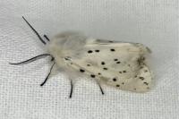 Spilosoma lubricipeda