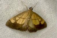 Evergestis limbata