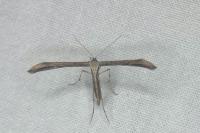 Emmelina monodactyla
