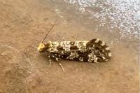 Triaxomera parasitella